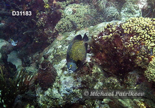 French Angelfish (Pomacanthus paru)